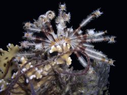 Crinoid taken on a night dive in the Red Sea using an Oly... by Wendy Male 